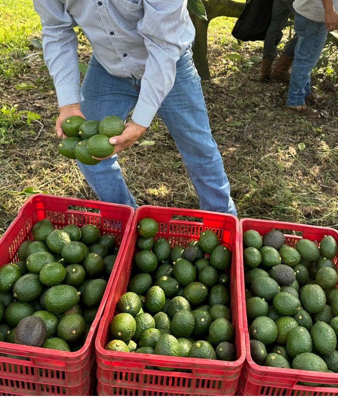 You Can’t Rush a Tree: What Avocados Teach Us About Seasonality