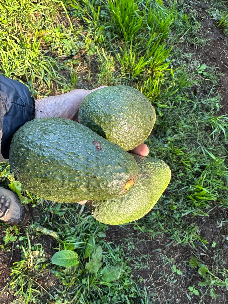 From Imperfect to Essential: The Story Behind HASSY Avocado Oil